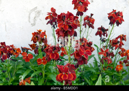 Cheiranthus cheiri `Vulcan` wallflower Stock Photo